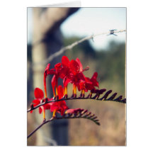 Lantligt rött blommakort