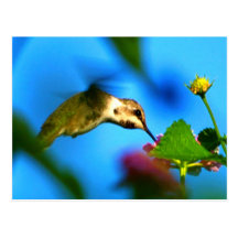 Läppja för Hummingbird Vykort