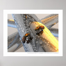 Larencontre - mötet (den guld- versionen) print