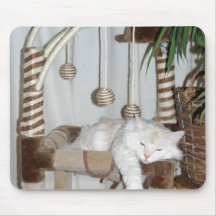 lat katt mus matta