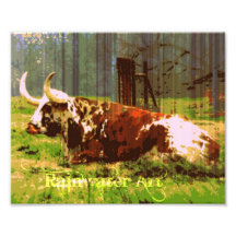 Lat Longhorn Konstfoto
