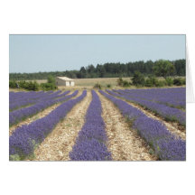 Lavendelfält i Provence Hälsnings Kort