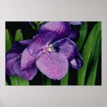 LavendelSunray, blommor för X Gordon Dillon (Vanda Affischer