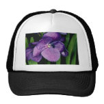 LavendelSunray, blommor för X Gordon Dillon (Vanda Trucker Keps