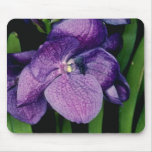 LavendelSunray, blommor för X Gordon Dillon (Vanda Musmattor