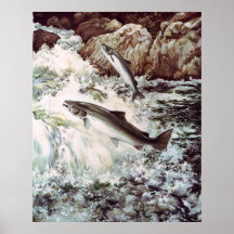 lax som simmar den upstream affischen