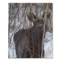 Le älg foto