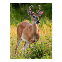 Le bock vykort