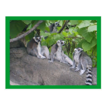 Leapin Lemurs Vykort