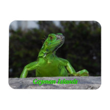 Leguan i Cayman Islands Flexibel Magnet