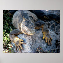 Leguan Islas lasPlazas, Galapagos Posters