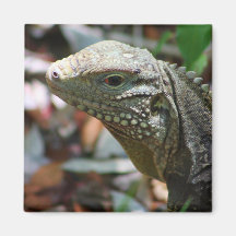 Leguan Kylskåpmagneter