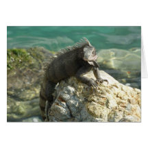Leguan på stenkortet