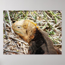 Leguanen Isla Seymour, Galapagos är Posters