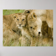 Lejon Posters