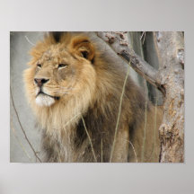 Lejon Print