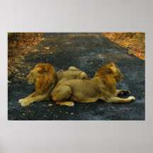 Lejon Print