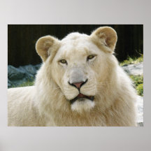 Lejon Print