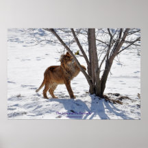 Lejon vinter & tryck för fjärilsdjurlivfoto print