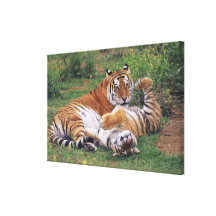 Leka för Bengal tigrar Kanvasdukar Med Gallerikvalitet