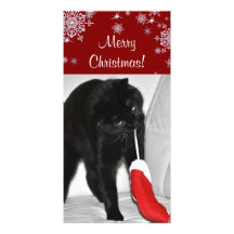 Leka kattjulkortet hälsningskort med foto