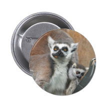 Lemurmiddagen knäppas knappar med nål