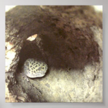 Leo Gecko Affisch