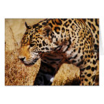 Leopard Hälsningskort