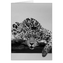 Leopard i svartvitt kort