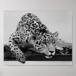 Leopard i svartvitt posters