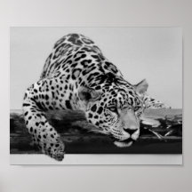 Leopard i svartvitt posters
