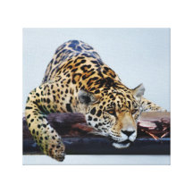 Leopard Sträckt Kanvastryck
