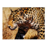 Leopard Vykort