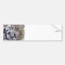 Leopardbildbildekal