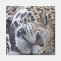 Leopardbilden kvadrerar magneten magneter