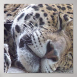 Leopardbildtryck Posters