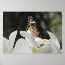 LeopardLacewingfjäril på vitOrchidaffischen