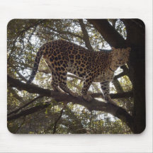 Leopardmus mattor