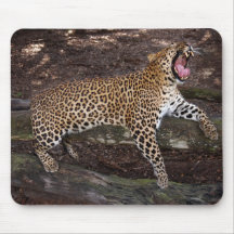 Leopardmus mattor