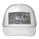 LeopardSundari_002 Baseball Hat