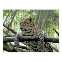 LeopardSundari_007 Vykort