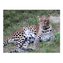 LeopardSundari_009 Vykort