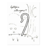 LeptospiraInterrogans vykort