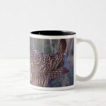Lesser Prärie-Höna, Tympanuchus Kaffe Koppar