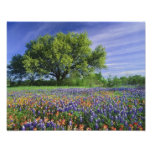 Levande Oak & Texas Paintbrush och Texas Fotografi