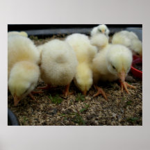 Likgiltiga chickar affischer