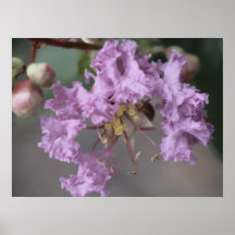 Lila blommor affisch