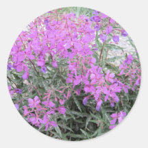 LILA BLOMMOR KLISTERMÄRKEN