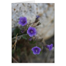 Lilaökenblommor - tomt kort
