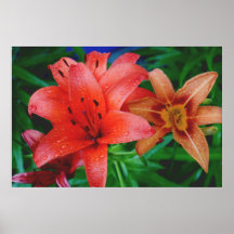 Liljar Print